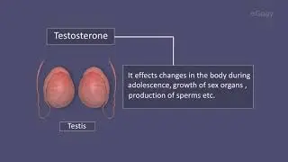 Sex hormones