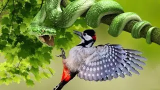 burung vs ular