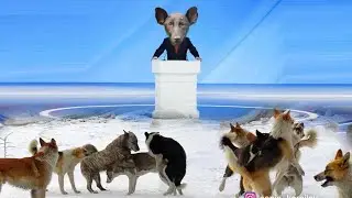 СОБАЧЬЯ СВАДЬБА Леонид Корнилов