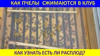 Как пчелы сжимаются в клуб.  Как узнать есть ли расплод. Разница в силе семьи.