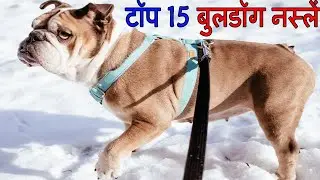 Top 15 Bulldog Breeds - शीर्ष 15 बुलडॉग नस्लों - The Complete Information to Bulldog Breeds