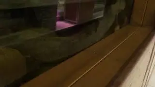 Китайская исполинская саламандра.