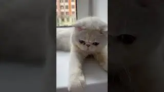 Неравный бой#котики#рекомендации#shorts#тренды
