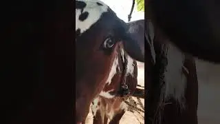 Дивный зверь
