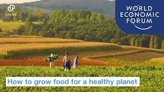 4 ways to grow food that keep our planet healthy | UpLink