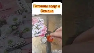 сажаем эустому
