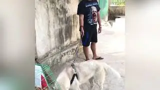 With Sierra the Husky🐶