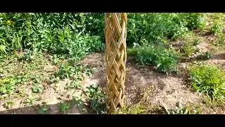 #дизайнсада #иваплетеная / Плетеные деревья из живой ивы