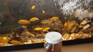 Balıklar niye öldü? Hamile var auratus
