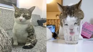 Compilation Funny Cat Moments 😹 Try not to Laugh Challenge 🤣 Best of Funny Cat Videos 😂 #16