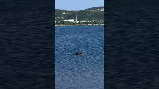 #wethankyou #shorts #viralvideos #trending #quidividilake #explore #travel #tiktok #viral #goose