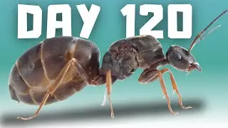 The evolution of my ant colony