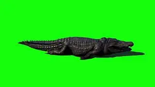 Crocodile Green Screen Effects Video | Running Crocodile Green Screen Videos | Chroma Key