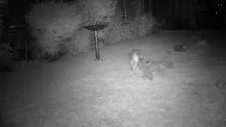 Fox Cubs
