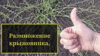 Как размножать крыжовник.Посадка крыжовника. 