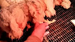 Weight of broiler chickens Cobb 500 at 27 days.