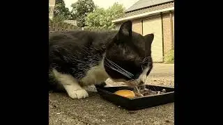 Банка корма утром не в счёт. Яйцо же мне не давали! 😅 #cat #кот #животные