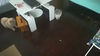 Ciastek poluje na robaczka