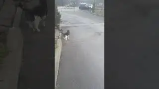 В сопровождении кашаков на работу