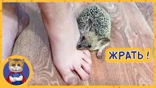 Чем правильно кормить ежика? Придумали имя для нового питомца. Ежик гоняется в ванне за сверчками!