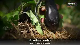 [7 MOIS DE JARDINAGE AVEC HUBERT👨‍🌾] L' Aubergine Milar F1