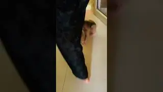 Cute #monkey #baby #shortvideo #love #cute