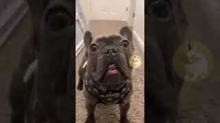 Funny pets #funnyvideo