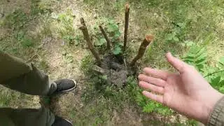Парк в Березовском тропа здоровья