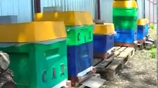 RAPID EXPANSION OF THE APIARY USING ONE-FRAME BEES CUTTINGS AND WHAT COMES FROM IT