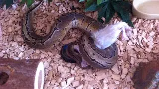 Feeding My Snake Collection