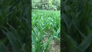 Кто знает- тот поймёт