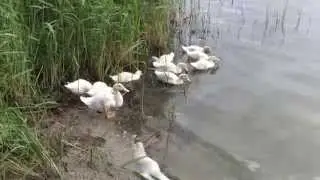 домашние утята на бисеровском озере