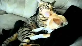 Кошка и собака любовь на всегда