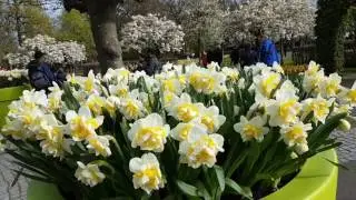 Zakochani w Keukenhof