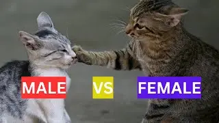 Male vs Female Cats: 6 Surprising Differences You NEED to Know!