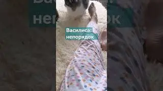 Так и живем♥️#котовасенька #самаялюбимаякошка