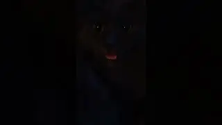 Котик -- Красный Ротик .