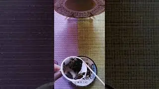 🎆🔥ВСЁ ЧТО ПОЖЕЛАЕТЕ ИСПОЛНИТСЯ💞💰 (Гадание на ☕кофейной гуще)💯онлайн #Shorts
