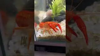 Флоридский красный рак