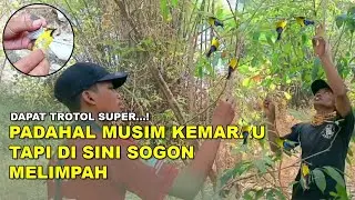 Mikat Sogon di Musim Kemarau Dan Hasilnya Tidak Terduga | Dapat Sogon Trotol Super
