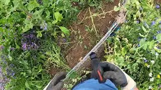 Cipolle piselli erbacce