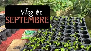 Vlog 1 : Septembre, le potager, les semis les récoltes.