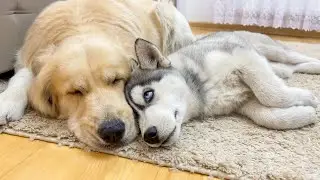 Husky Puppy Needs His Gentle Golden Retriever To Fall Asleep!!