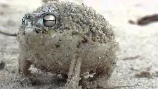 Funny Rain Frog Grunts Like A Goat!