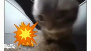 Chipi chipi chapa chapa