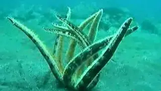 What happens if you flip a starfish upside down