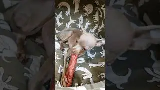 Съела всю колбасу? 