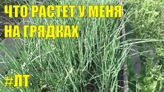 [VLOG_ЛТ#176]: что растет у меня на грядках в этом году // Жизнь в деревне