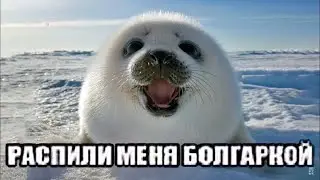 Пожалуйста распели меня болгаркой.