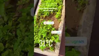 Try to grow at least mint and coriander as both of them are great for gut health 